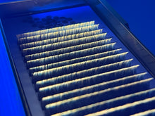 UV Color Lashes Variety Tray